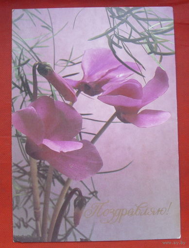 Поздравляю! Чистая. 1989 года. Фото Стейнерта. 352.
