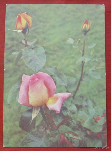 Роза Чайно-гибридная. Чистая. 1976 года. Фото Папикьняна. *387.