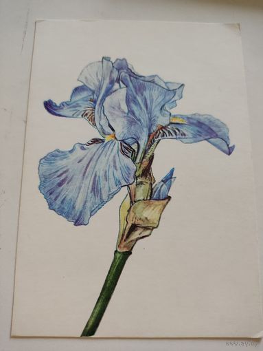 Чистая польская открытка с ирисом, 1970г.