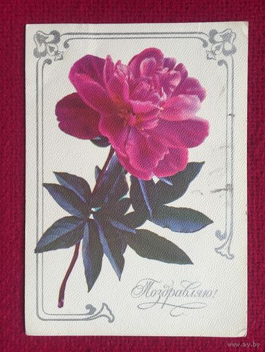Поздравляю! Кулиева, Костенко 1977 г.