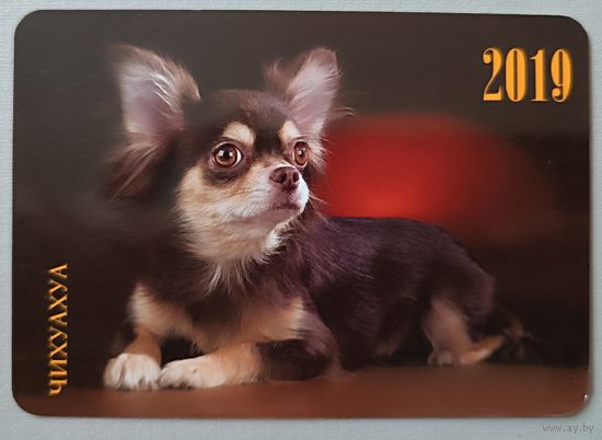 Собака. Календарик, 2019