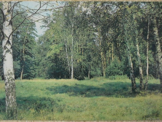 ЧИСТАЯ ОТКРЫТКА СССР. ЛЕСНАЯ ПОЛЯНА. фото В. ДАВЫДОВА. 1981 год.