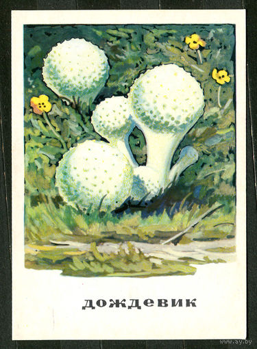 Грибы. Дождевик. 1971