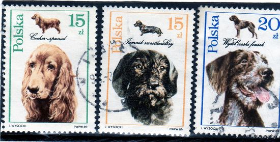 Польша. Mi:PL 3197,3198,3199. Волосатая такса (Canis lupus familiaris), Кокер-спаниель (Canis lupus familiaris), Чешский Fousek (Canis lupus familiaris). Серия: Собаки. 1989.