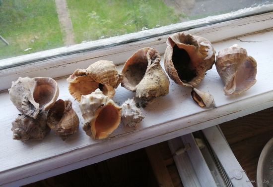 Большие ракушки