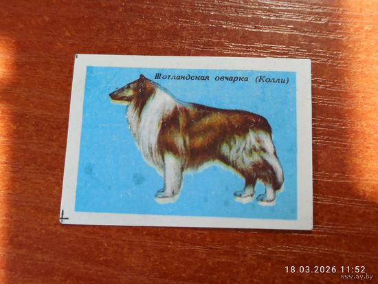 Спичечная этикетка Шотландская овчарка Колли
