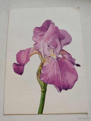Чистая польская открытка с ирисом, 1970г.