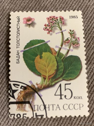 СССР 1985. Бадан толстолистый. Марка из серии