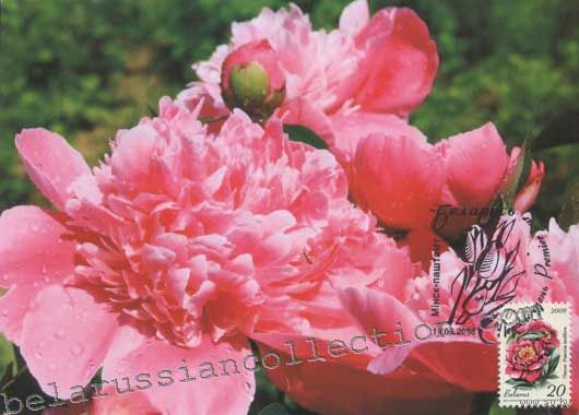 Картмаксимум "Пионы"