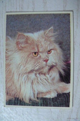 Календарик, 1994, Кошка.