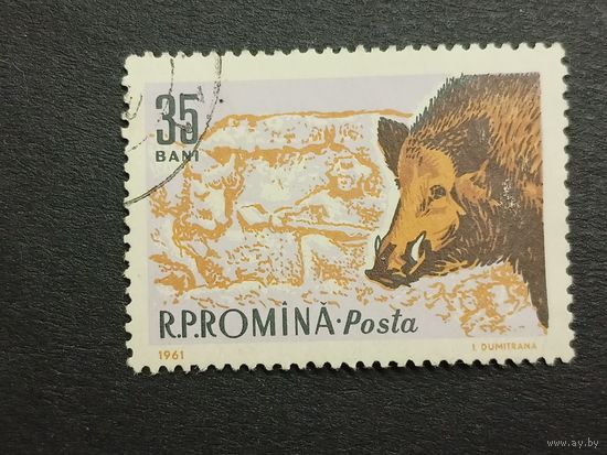 Румыния 1961. Животные. Кабан