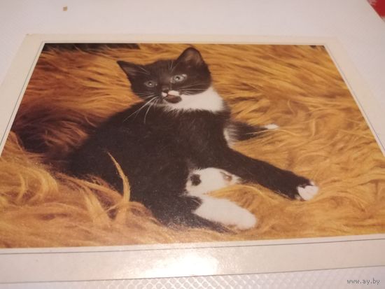 Открытка. Котенок