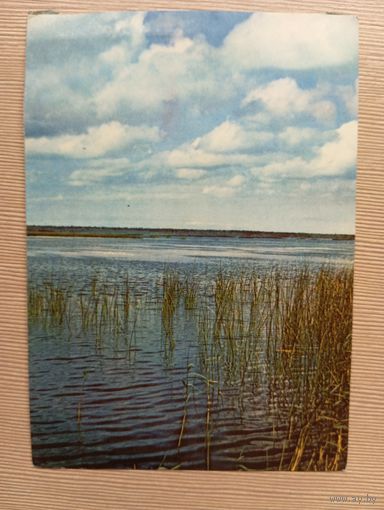 О-11. ПОДПИСАННАЯ ОТКРЫТКА. ЭСТОНИЯ. ЗАРОСШЕЕ ОЗЕРО.