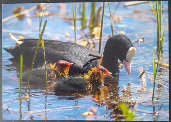 Беларусь 2021 открытка птенцы.