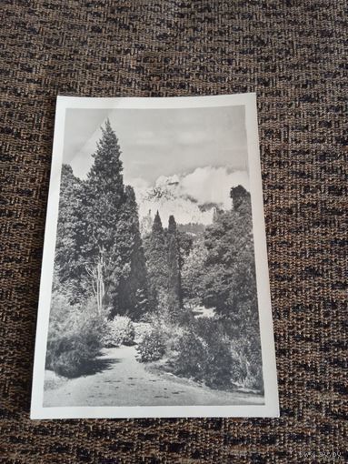 Открытка Мисхор.Кипарисы в парке. 1955г