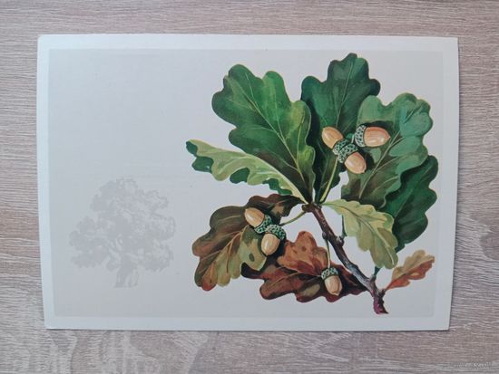 Куртенко  1979 не подписана