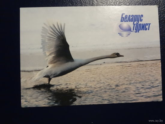 Календарик 2002 г. Беларустурист. Лебедь.