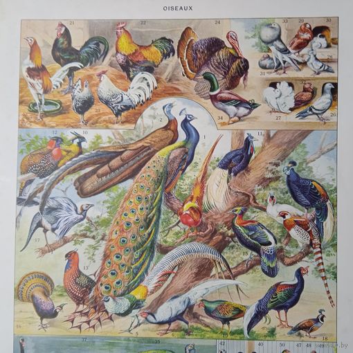 ПТИЦЫ. Энциклопедическая гравюра .OISEAUX  2. Франция нач.20в.