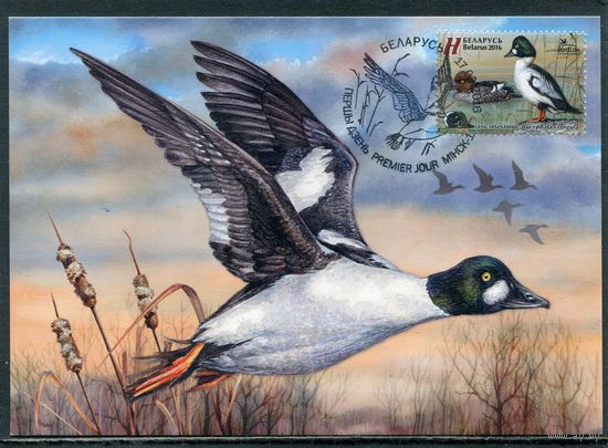 Беларусь 2016. КМ. Птица года. Гоголь обыкновенный