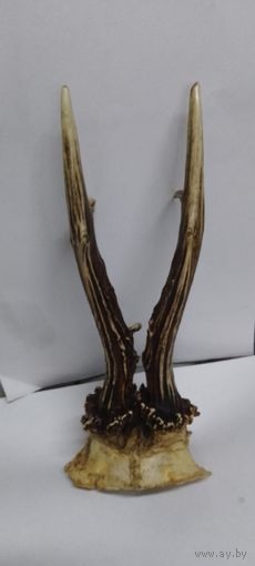 Рога косули