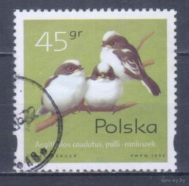 [630] Польша 1995. Фауна.Птицы.Птенцы.45 гр. Гашеная марка.