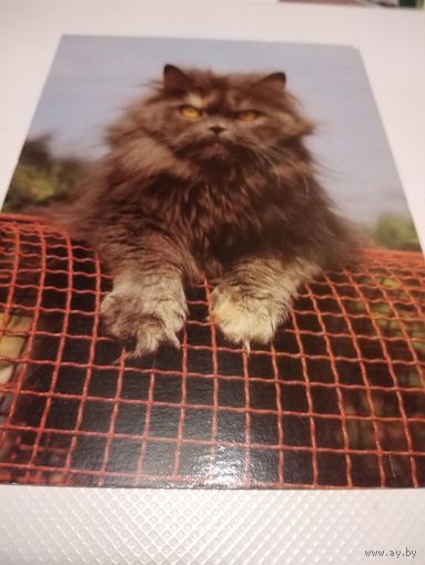 Открытка. Кошка. Берлин.