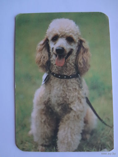 Календарик 1991 г.  Пудель.