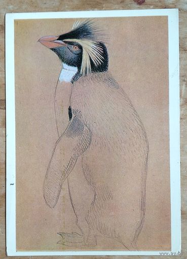 Ватагин В. Пингвин. 1978 г. Чистая.