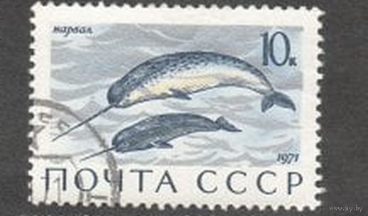Марка СССР 1971 год. 4039.  Млекопитающие. 1 марка из серии. 4039. Гашеные.