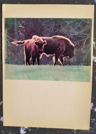 Белавежская пушча. Зубраняты (Беловежская пуща. Зубрянята) 1963 г. Чыстая.