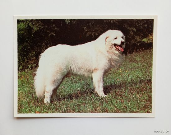 Словацкая овчарка. Издательство Братислава. Чистая.