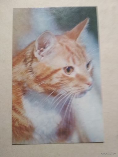 Карманный календарик. Котик. 1991 год