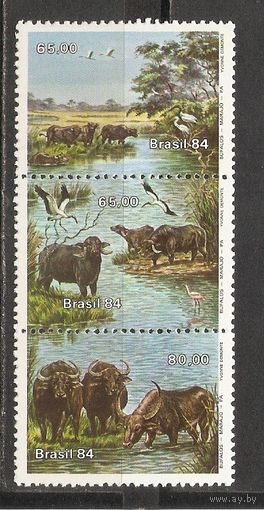 ФФ2 Бразилия 1984 Буйволы
