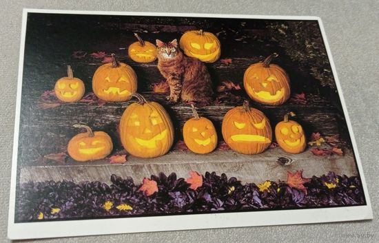 Посткроссинг. Открытка из Японии: Хэллоуин и кот  (10х15). Прошла почту. Художественные марки.