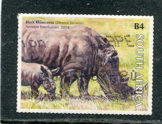 ЮАР. Фауна. Черный носорог