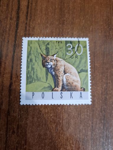 Польша 1965. Рысь. Марка из серии