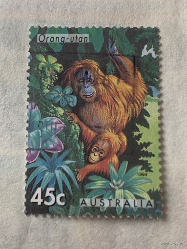 Австралия 1994. Орангутан