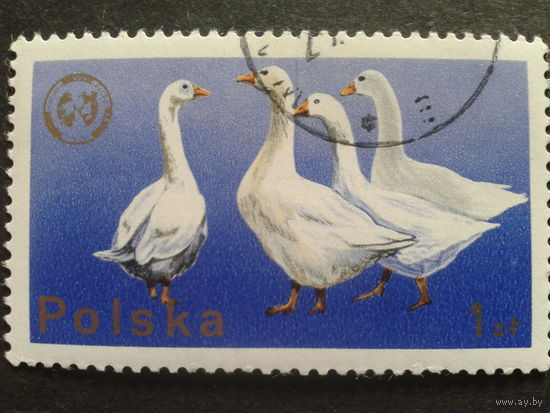 Польша 1975 гуси