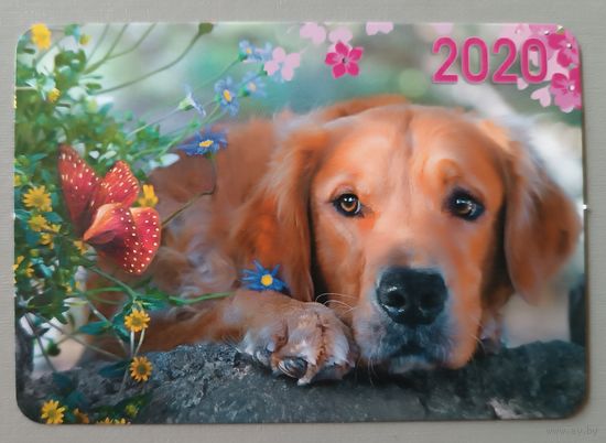Собака. Календарик, 2020