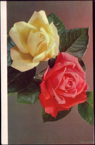 1972 год К.Шамшин Розы