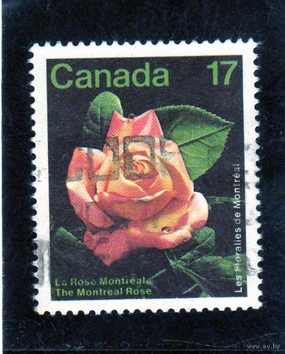 Канада. Цветы. Роза Монреаль. 1981.