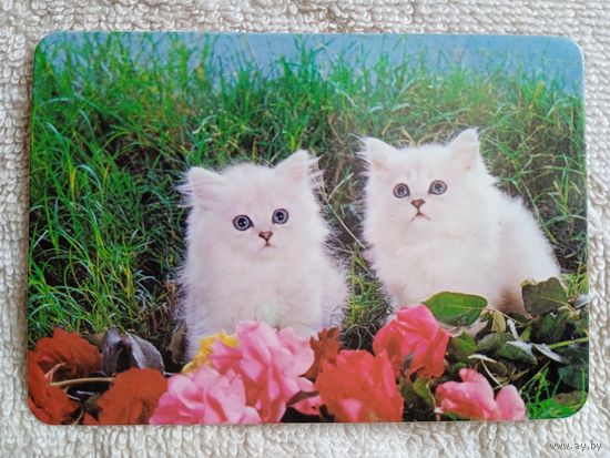 Календари. Испания. Кошки