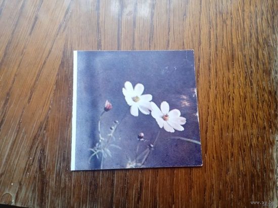 Цветы. Чистая. " Минтис.МИНИ