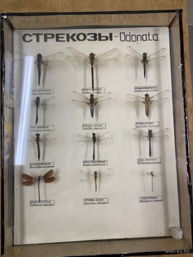 Энтомологическая коллекция стрекоз. СССР. Биология