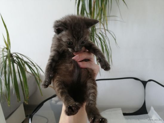 Серый и сильный котёнок говорун
