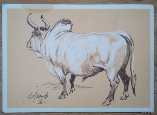 Лаптев А. Зебу. 1956 г. Чистая.