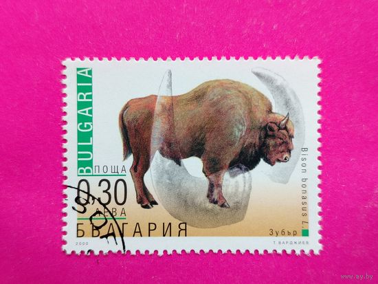 Болгария. Зубр. ( 1 марка ) 2000 года. 4-14.