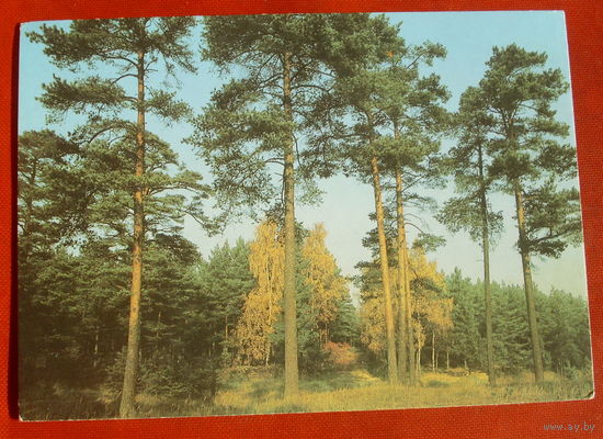 Сосновый лес. Чистая. 1987 года. Фото Дейкина. 1246.