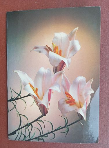 СССР, 1986 г., открытка, лилии