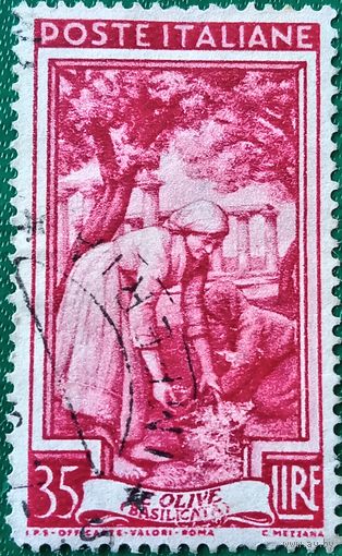Италия 1950. Сборщики оливок